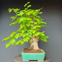 Lade das Bild in den Galerie-Viewer, Winterlinde / Tilia cordata
