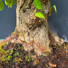 Lade das Bild in den Galerie-Viewer, Winterlinde / Tilia cordata