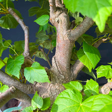 Lade das Bild in den Galerie-Viewer, Winterlinde / Tilia cordata