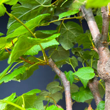 Lade das Bild in den Galerie-Viewer, Winterlinde / Tilia cordata