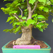 Lade das Bild in den Galerie-Viewer, Winterlinde / Tilia cordata