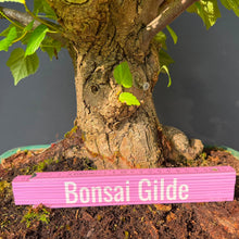 Lade das Bild in den Galerie-Viewer, Winterlinde / Tilia cordata