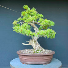 Lade das Bild in den Galerie-Viewer, Japanische Mädchenkiefer / Pinus parviflora