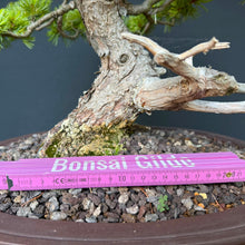 Lade das Bild in den Galerie-Viewer, Japanische Mädchenkiefer / Pinus parviflora