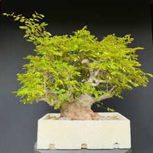 Lade das Bild in den Galerie-Viewer, Orientalische Hainbuche / Carpinus orientalis
