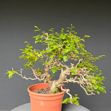 Lade das Bild in den Galerie-Viewer, Orientalische Hainbuche / Carpinus orientalis