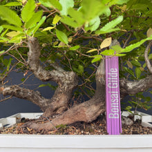 Lade das Bild in den Galerie-Viewer, Orientalische Hainbuche / Carpinus orientalis