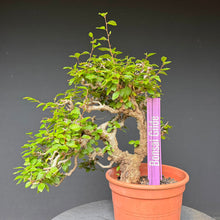 Lade das Bild in den Galerie-Viewer, Orientalische Hainbuche / Carpinus orientalis