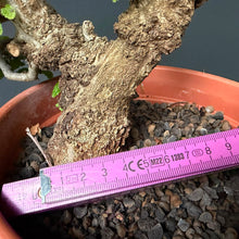 Lade das Bild in den Galerie-Viewer, Orientalische Hainbuche / Carpinus orientalis