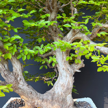 Lade das Bild in den Galerie-Viewer, Orientalische Hainbuche / Carpinus orientalis
