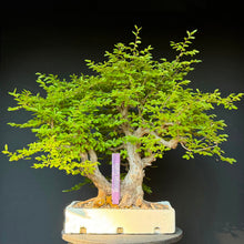 Lade das Bild in den Galerie-Viewer, Orientalische Hainbuche / Carpinus orientalis