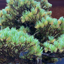 Lade das Bild in den Galerie-Viewer, Japanische Mädchenkiefer / Pinus parviflora