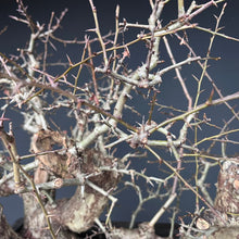 Lade das Bild in den Galerie-Viewer, Weissdorn / Crataegus