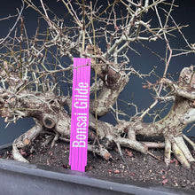 Lade das Bild in den Galerie-Viewer, Weissdorn / Crataegus