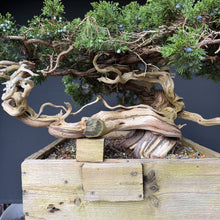 Lade das Bild in den Galerie-Viewer, Sabina Wacholder / Juniperus sabina