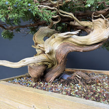 Lade das Bild in den Galerie-Viewer, Sabina Wacholder / Juniperus sabina