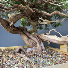 Lade das Bild in den Galerie-Viewer, Sabina Wacholder / Juniperus sabina