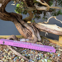Lade das Bild in den Galerie-Viewer, Sabina Wacholder / Juniperus sabina