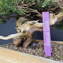 Lade das Bild in den Galerie-Viewer, Sabina Wacholder / Juniperus sabina