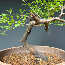 Lade das Bild in den Galerie-Viewer, Schlehe / Prunus spinosa