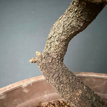 Lade das Bild in den Galerie-Viewer, Schlehe / Prunus spinosa