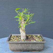 Lade das Bild in den Galerie-Viewer, Bonsai Schlehe / Prunus spinosa