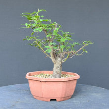 Lade das Bild in den Galerie-Viewer, Bonsai Schlehe / Prunus spinosa