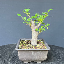Lade das Bild in den Galerie-Viewer, Bonsai Schlehe / Prunus spinosa
