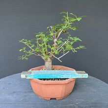 Lade das Bild in den Galerie-Viewer, Bonsai Schlehe / Prunus spinosa