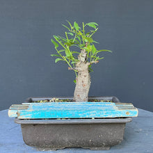 Lade das Bild in den Galerie-Viewer, Bonsai Schlehe / Prunus spinosa