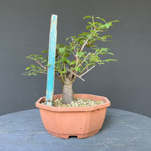 Lade das Bild in den Galerie-Viewer, Bonsai Schlehe / Prunus spinosa