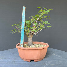 Lade das Bild in den Galerie-Viewer, Schlehe / Prunus spinosa