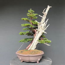 Lade das Bild in den Galerie-Viewer, Europäische Eibe / Taxus baccata