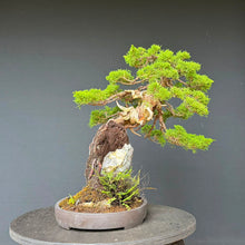 Lade das Bild in den Galerie-Viewer, Itoigawa-Wacholder auf Felsen / Juniperus chinensis itoigawa