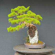 Lade das Bild in den Galerie-Viewer, Itoigawa-Wacholder auf Felsen / Juniperus chinensis itoigawa