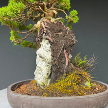 Lade das Bild in den Galerie-Viewer, Itoigawa-Wacholder auf Felsen / Juniperus chinensis itoigawa