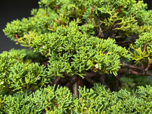 Lade das Bild in den Galerie-Viewer, Wacholder / Juniperus Chinensis Itoigawa