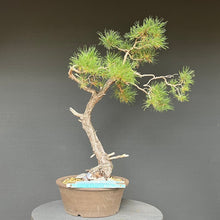 Lade das Bild in den Galerie-Viewer, Bonsai Waldkiefer / Pinus sylvestris