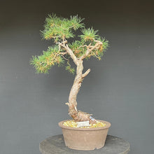 Lade das Bild in den Galerie-Viewer, Bonsai Waldkiefer / Pinus sylvestris