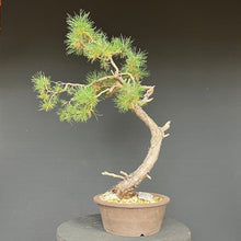 Lade das Bild in den Galerie-Viewer, Bonsai Waldkiefer / Pinus sylvestris