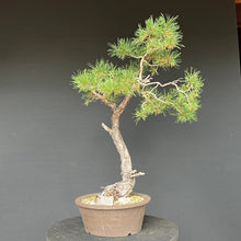 Lade das Bild in den Galerie-Viewer, Bonsai Waldkiefer / Pinus sylvestris