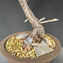 Lade das Bild in den Galerie-Viewer, Bonsai Waldkiefer / Pinus sylvestris