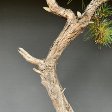 Lade das Bild in den Galerie-Viewer, Bonsai Waldkiefer / Pinus sylvestris