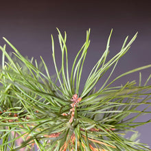 Lade das Bild in den Galerie-Viewer, Bonsai Waldkiefer / Pinus sylvestris