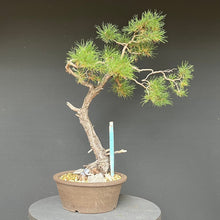 Lade das Bild in den Galerie-Viewer, Bonsai Waldkiefer / Pinus sylvestris