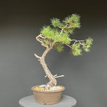 Lade das Bild in den Galerie-Viewer, Bonsai Waldkiefer / Pinus sylvestris