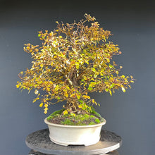 Lade das Bild in den Galerie-Viewer, Weissdorn / Crataegus