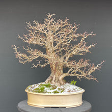 Lade das Bild in den Galerie-Viewer, Weissdorn / Crataegus