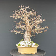 Lade das Bild in den Galerie-Viewer, Weissdorn / Crataegus