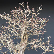 Lade das Bild in den Galerie-Viewer, Weissdorn / Crataegus